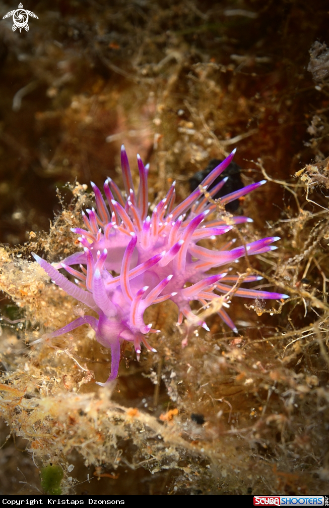 A Nudibranch