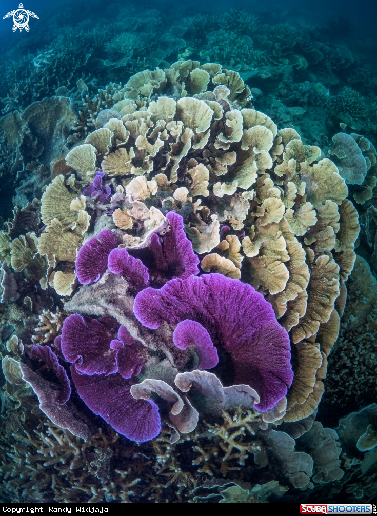 A Corals