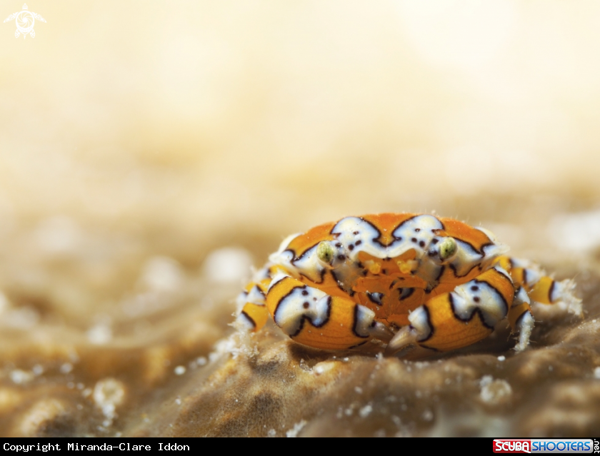 A Gaudy clown crab