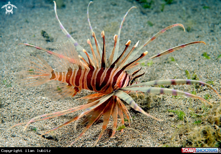 A lion fish