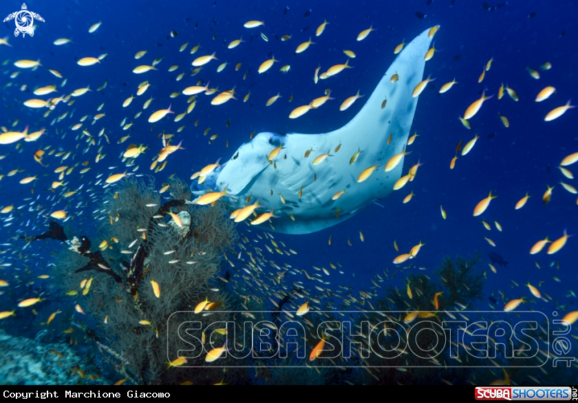 A Manta birostris