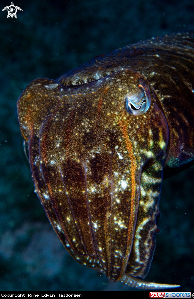 A Cuttlefish 