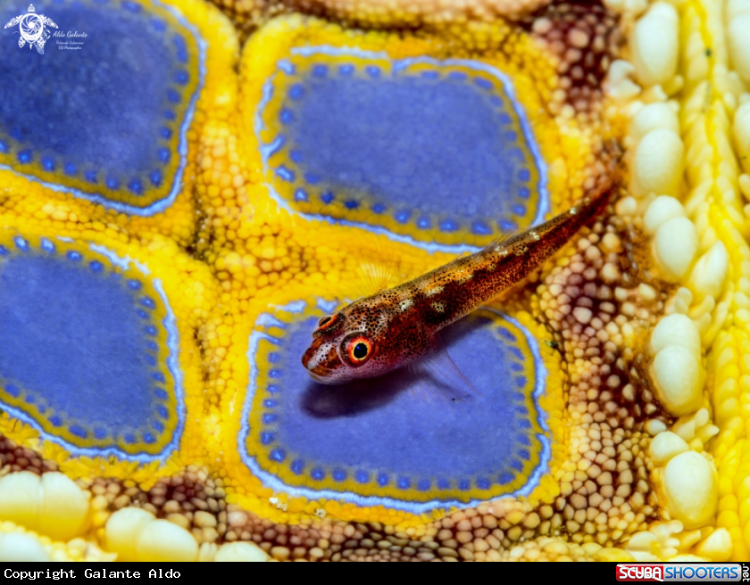 A Whip Coral Goby on a Sea Star