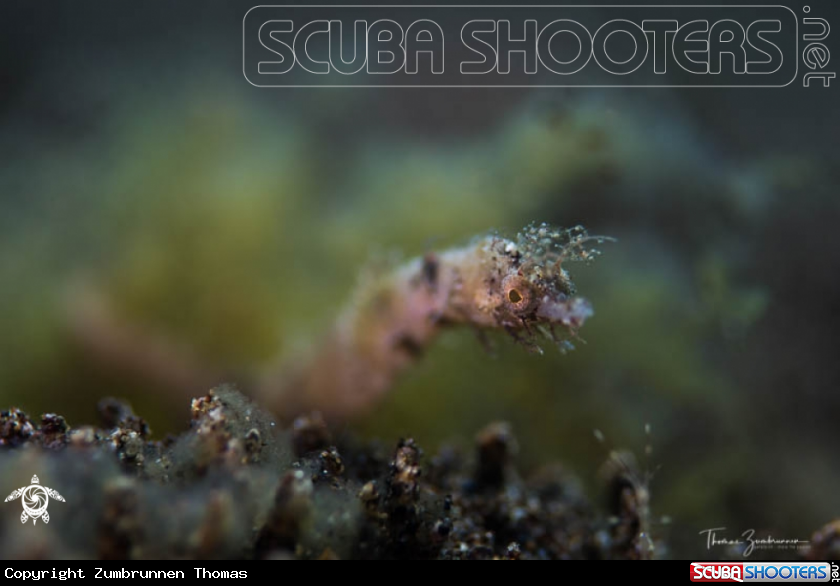 A Pygmy Pipehorse