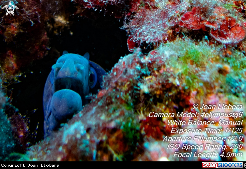 A Moray eel