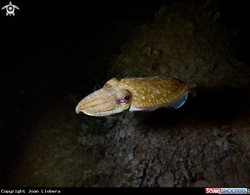 A cuttlefish 