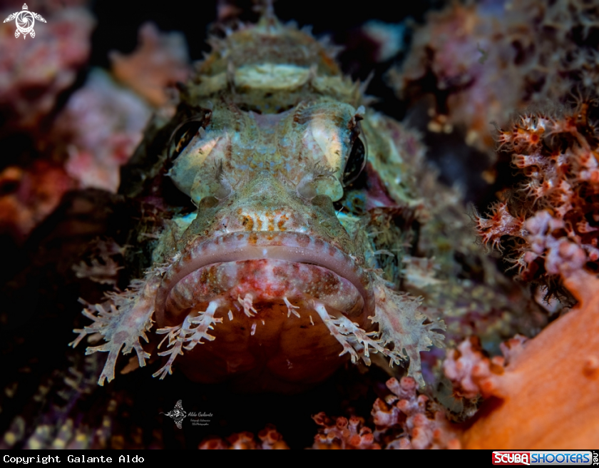 A Scorpionfish