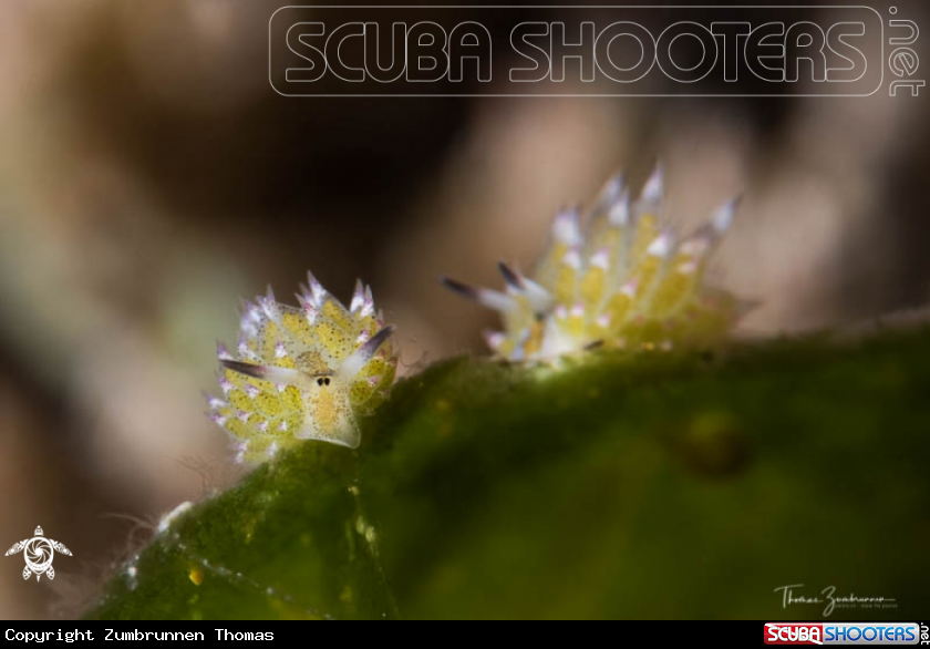 A Nudibranch 