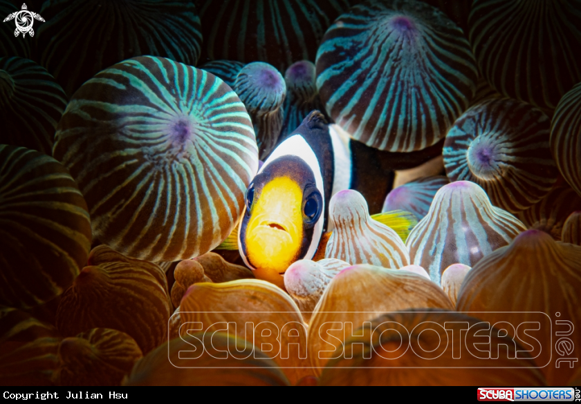 A Anemonefish