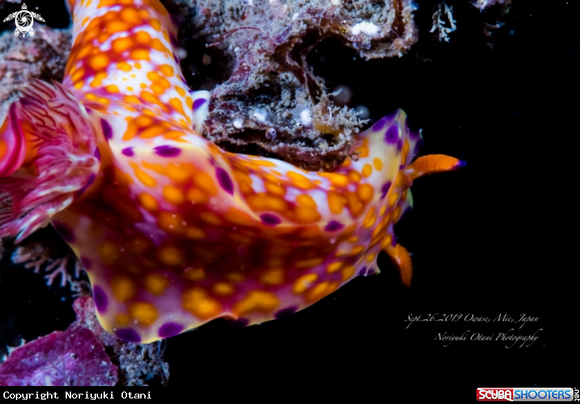 A Nudibranch