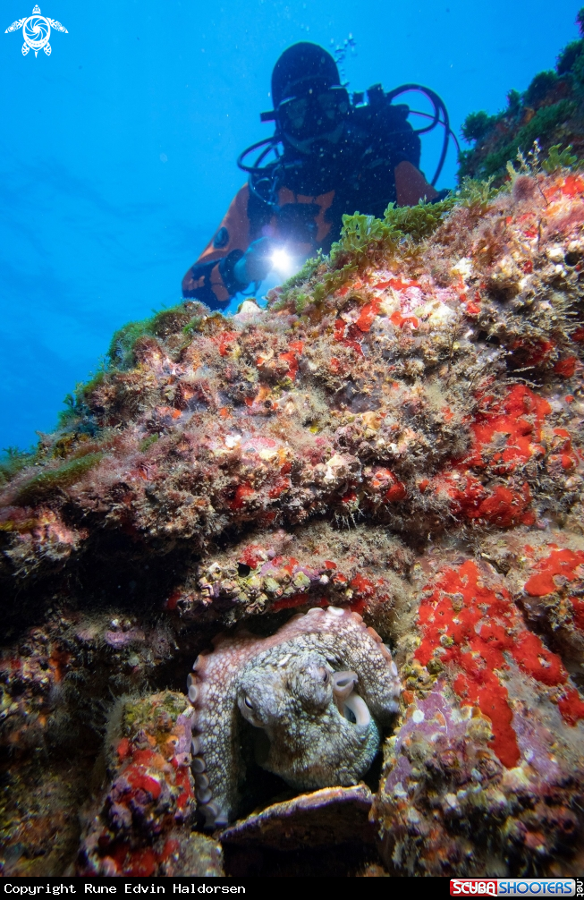 A Common octopus