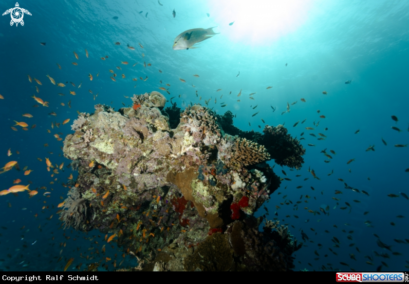 A Red Sea