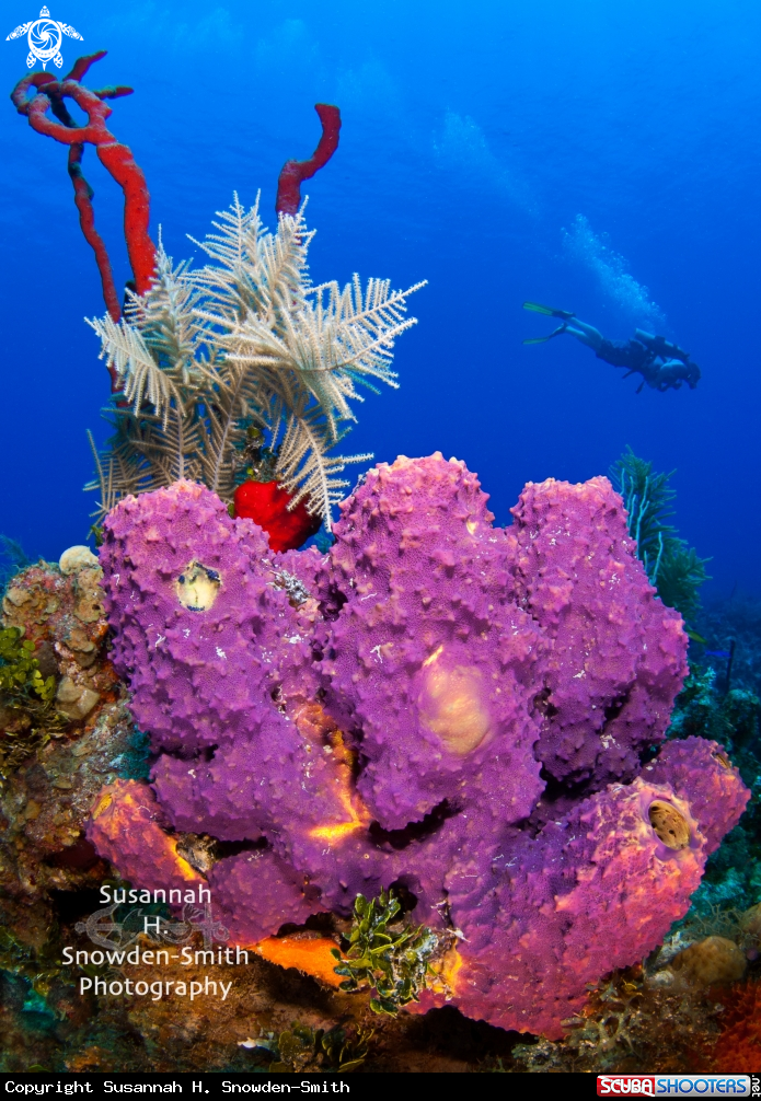 A Cayman Reef Scene