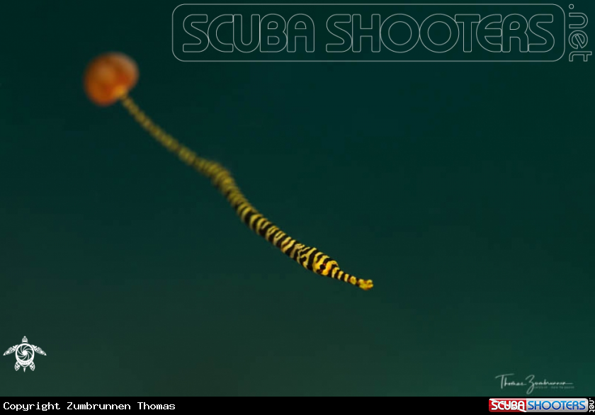 A Yellowbanded Pipefish