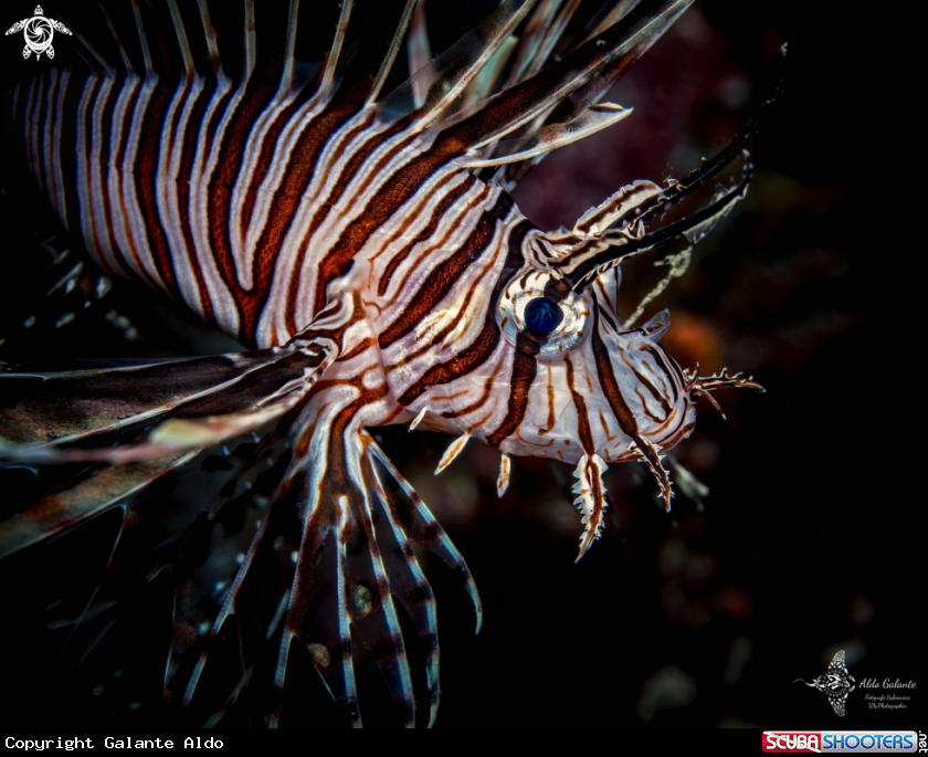 A Lion Fish