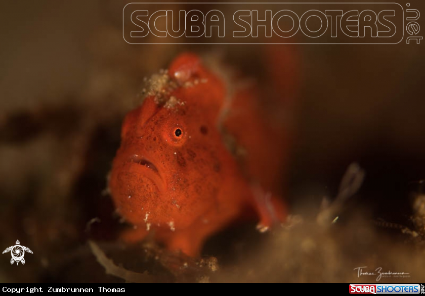 A Frogfish 