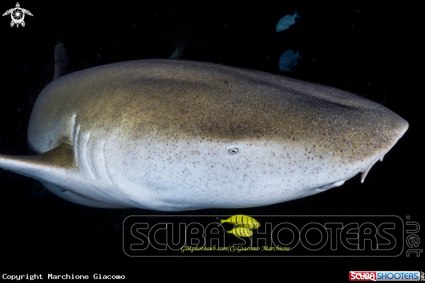 A Nurse shark