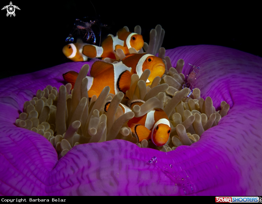 A Clownfishes with anemone shrimps