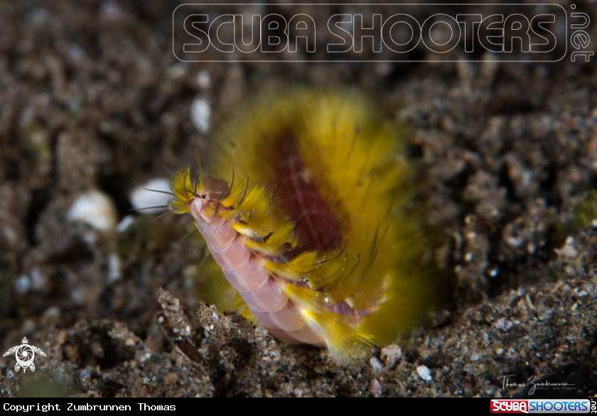 A Fireworm 
