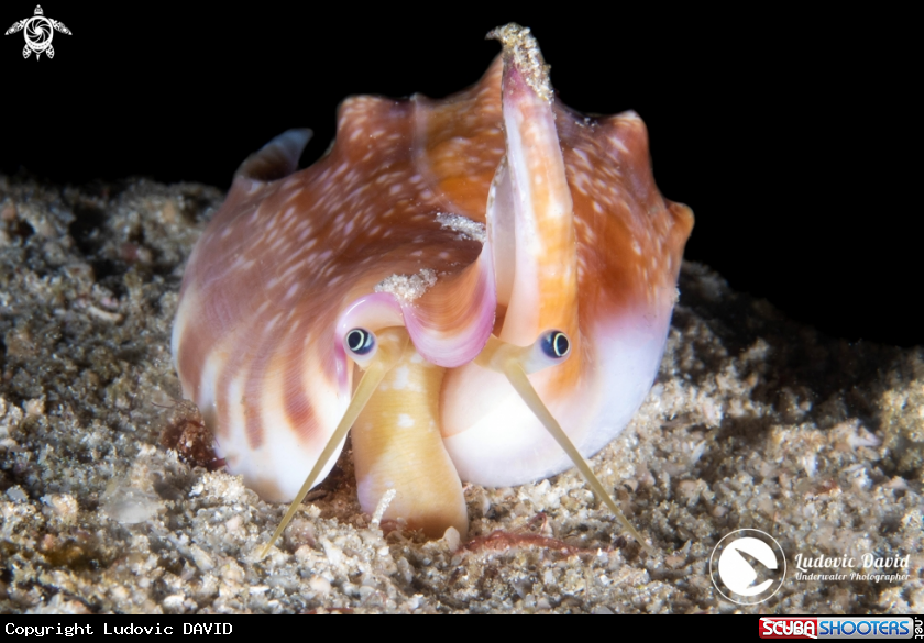 A Vomer Conch