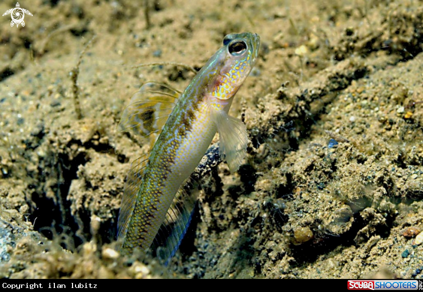 A goby