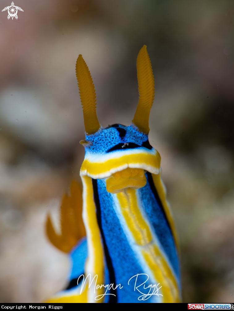 A Chromodoris Annae