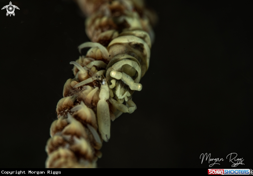 A Ankers Whip Coral Shrimp