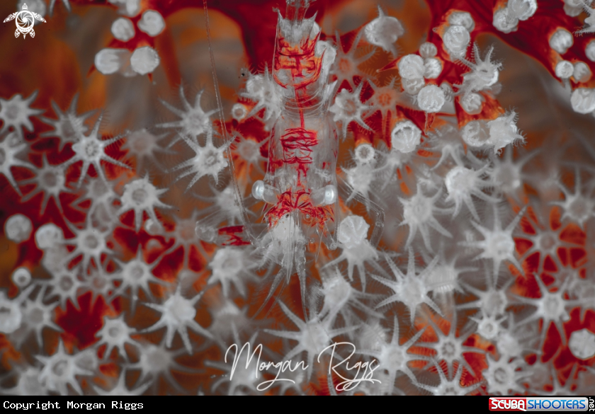 A Soft coral shrimp