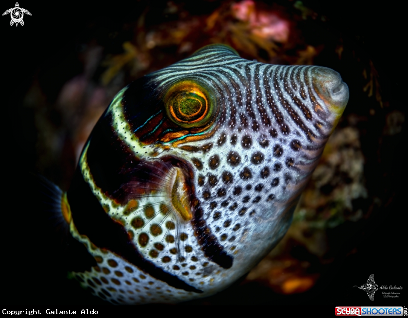 A Valentini Puffer Fish