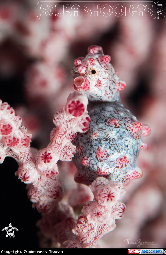A Bargibanti Pygmy Seahorse