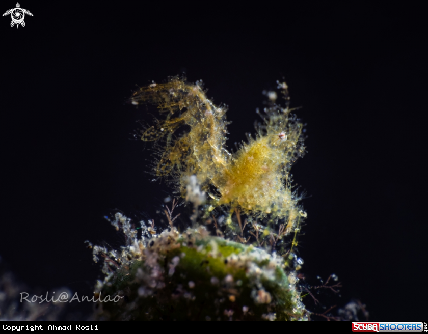 A Hairy Shrimp