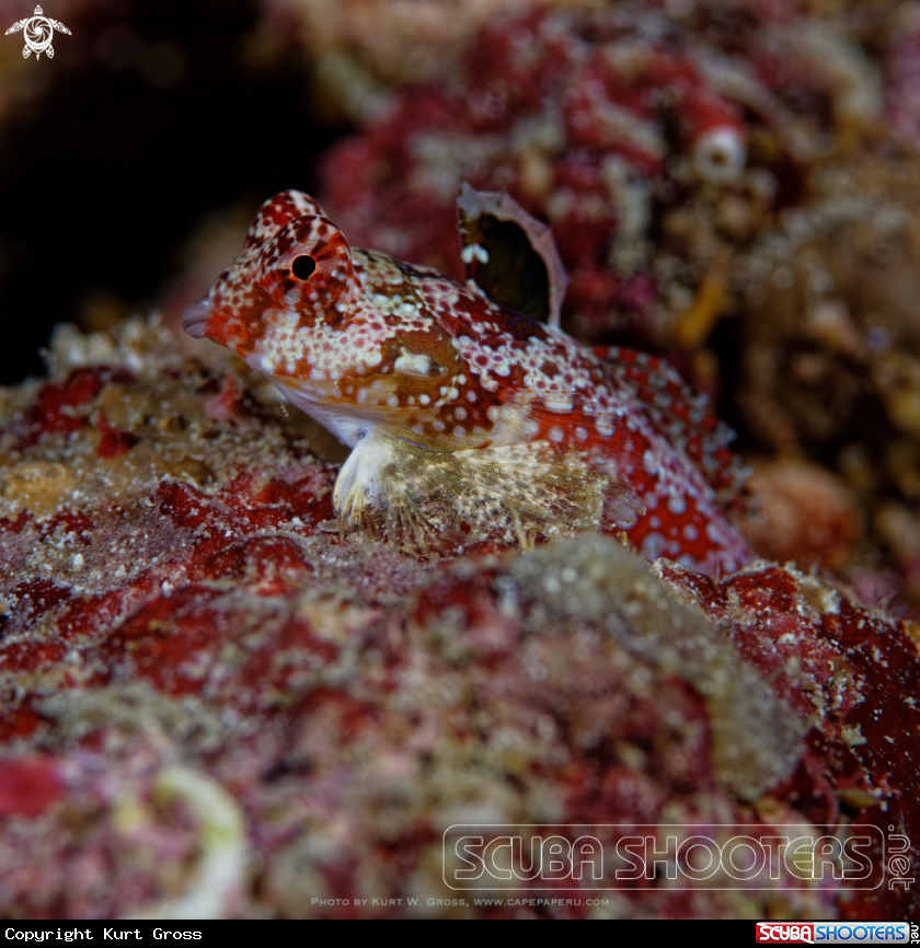 A Dragonet, Moyer's