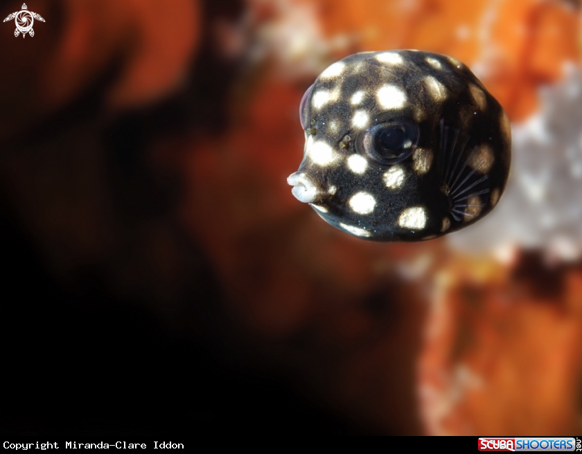 A Spotted Trunk Fish