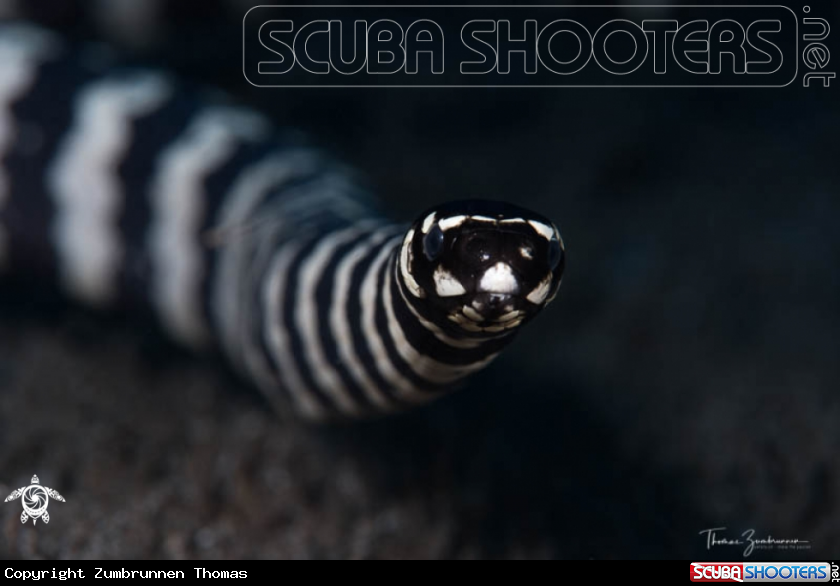 A Snake