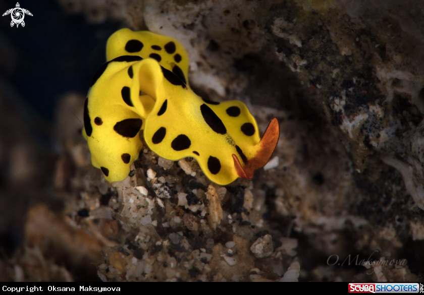 A Flatworm Eurylepta sp.