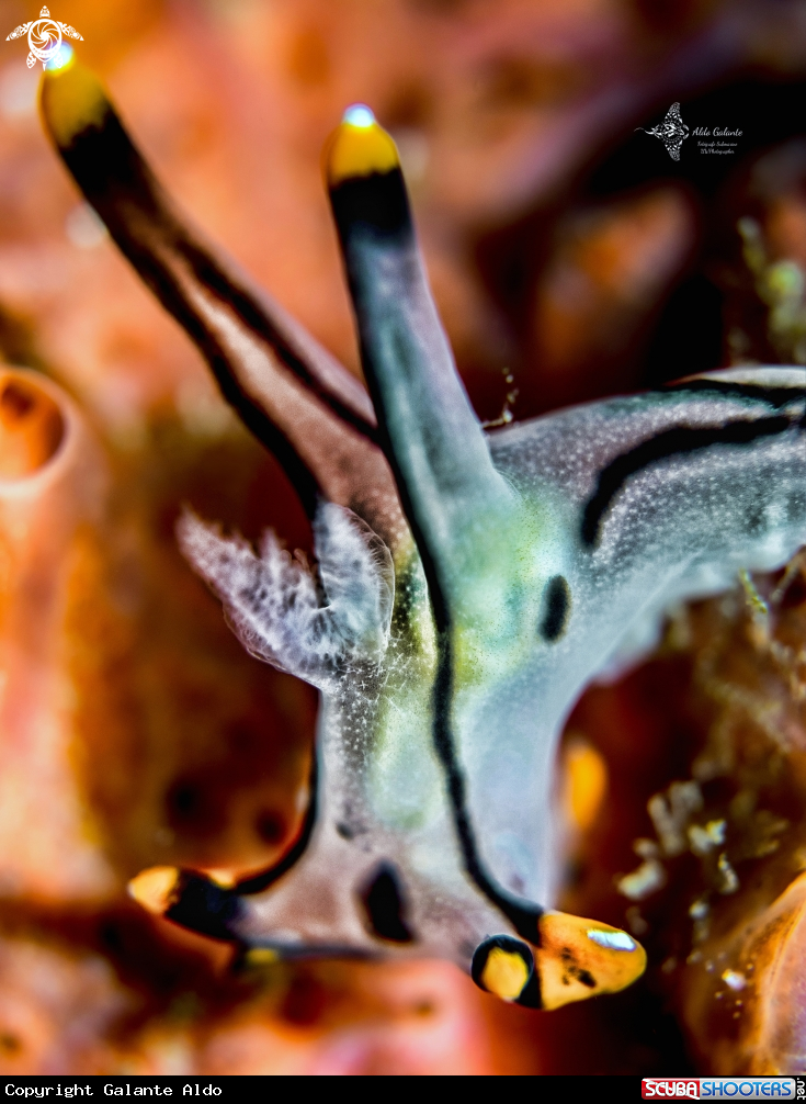 A Pikachu Nudibranch
