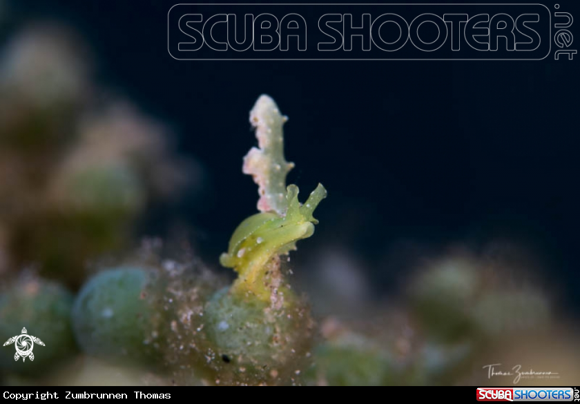 A Nudibranch 