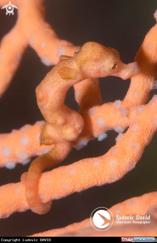 A Denise Pygmy Seahorse