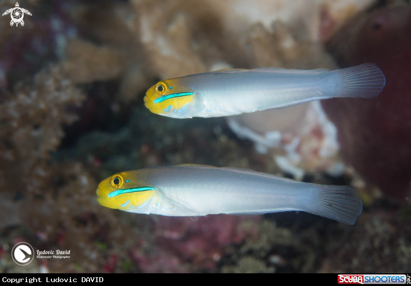 A Bluestreak Goby