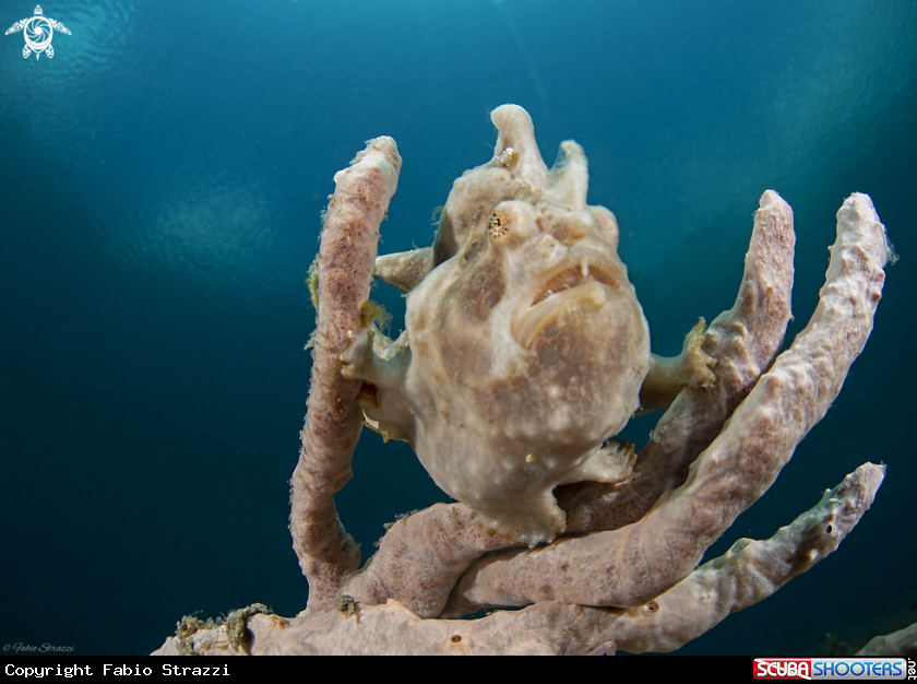 A Frogfish