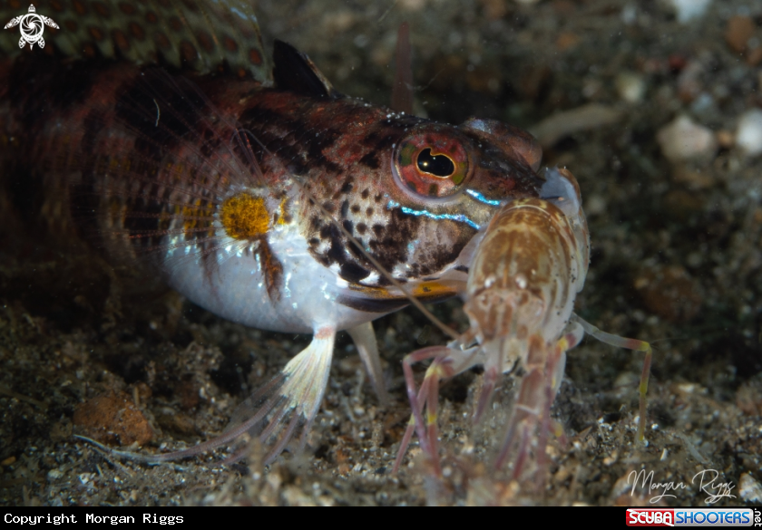 A Sand Perch?