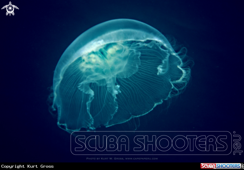 A Jellyfish....