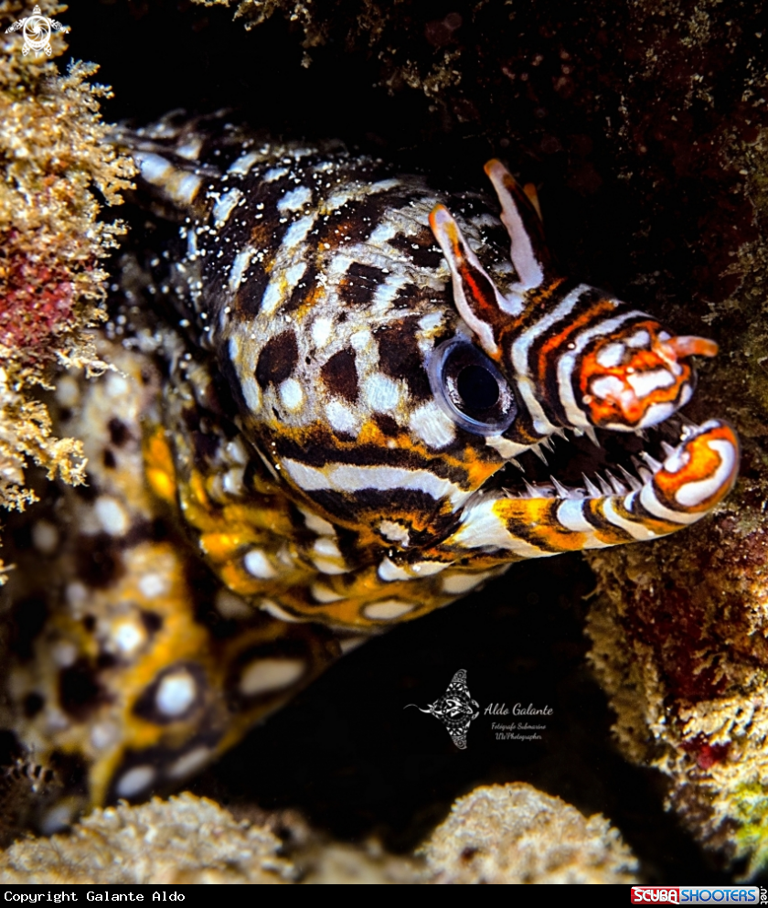 A Leopard Moray Eel