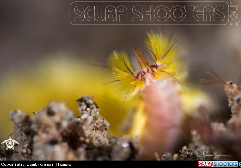 A Fireworm 