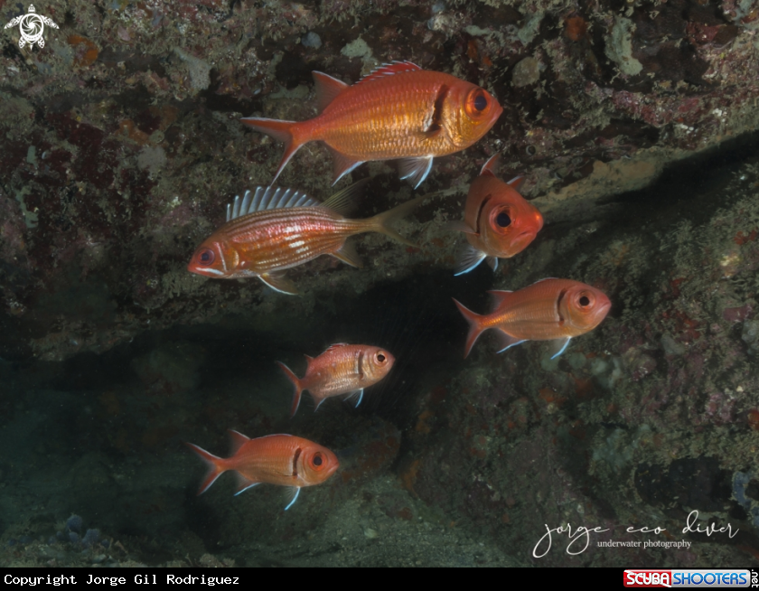 A Squirrelfish and Soldierfish