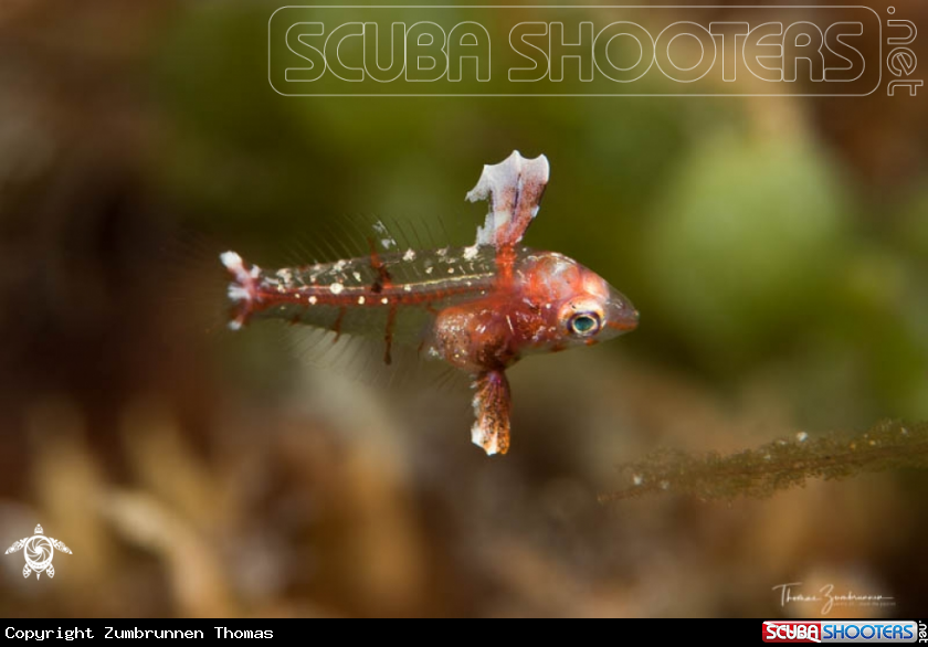 A Juvenile Fish 