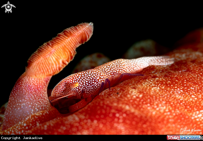 A Emperor shrimp