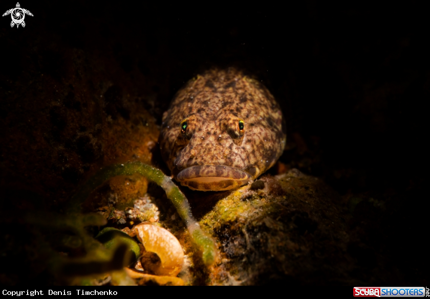 A Goby