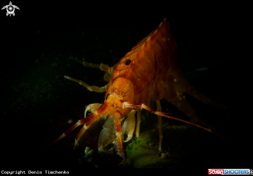 A Gammarus
