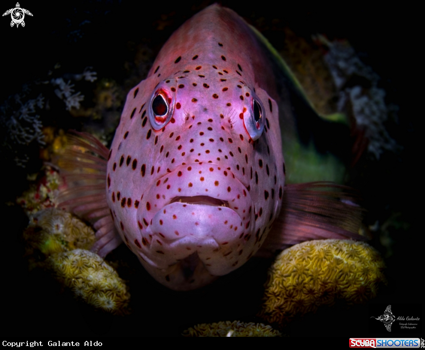 A Black-sided Hawkfish 